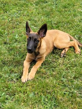 Xaho, Belgian Shepherd Dog