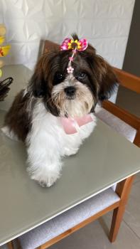 Luna, Shih Tzu