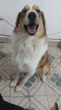 Merlin, Border Collie
