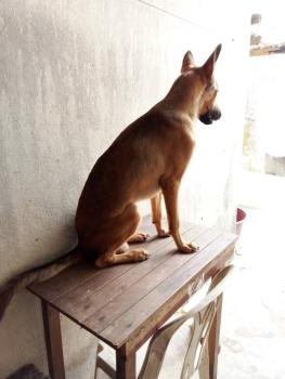 Doggydog, Pastor Belga Malinois
