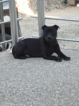 Unala, Staffordshire Bullterrier