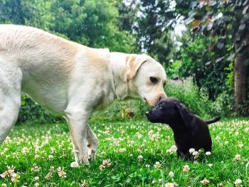 Veikko, Labrador Retriever