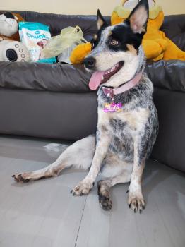 Maxbu, Australian Cattle Dog