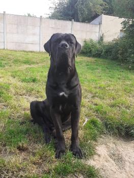 Zeus, Cane Corso