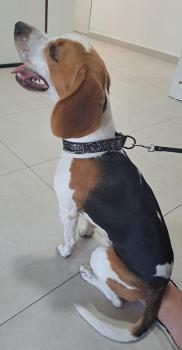 Afonso, Beagle