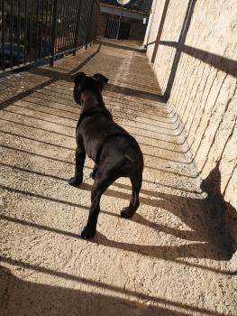 Venus, Staffordshire Bull Terrier