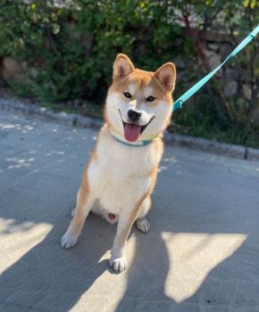 Ginger, Shiba