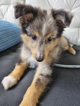 Cosmo, Sheltie (Shetland Sheepdog)