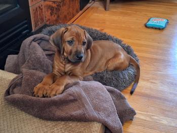 Max, Rhodesian Ridgeback