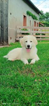 Vaïka, Pyrenean Mountain Dog