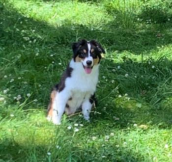 VOLNAY, Australian Shepherd Dog