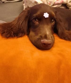 Laila Maria, Englischer Cocker Spaniel