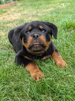 VAYA, Rottweiler