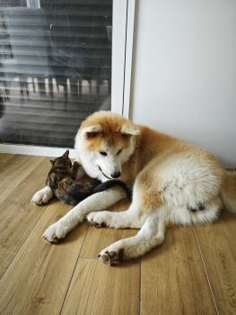 Umi, Akita Inu