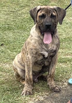 Bow, Presa canario