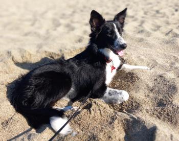 Umy, Border Collie