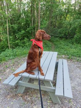 Ginny, Irish Setter