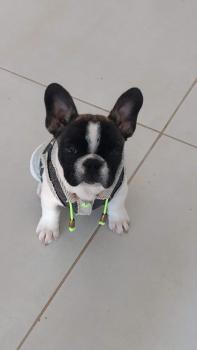 OF BUCKINGHAM TOYS, BELLA, French bulldog