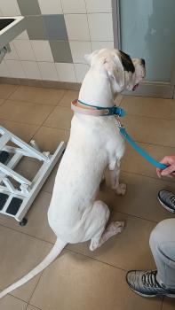 Ultime, Dogo Argentino