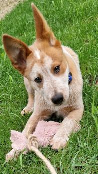 Lapo, Australian Cattle Dog