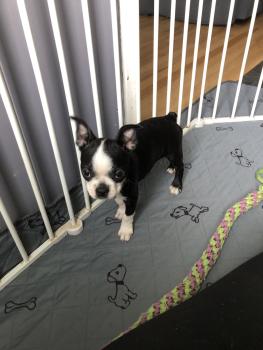 Tiny, Boston Terrier