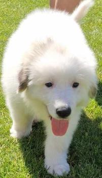 Zelda, Pyrenean Mountain Dog