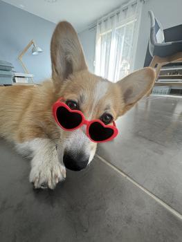 Romeo, Welsh Corgi Pembroke