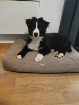 Bluey, Australian Shepherd