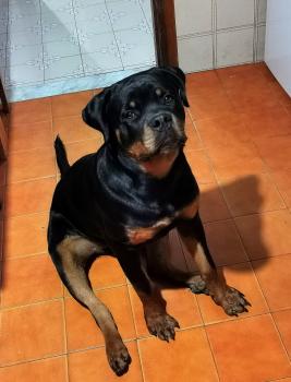 Zeus, Rottweiler