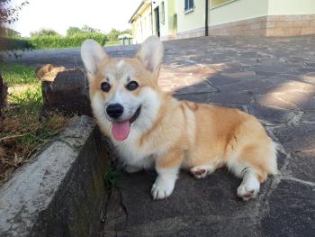 Renton, Welsh Corgi Pembroke