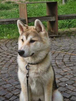 Shinzo, Husky Siberiano