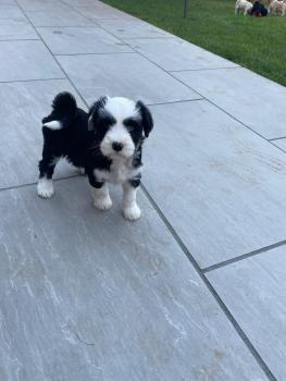 Dee, Tibetan Terrier