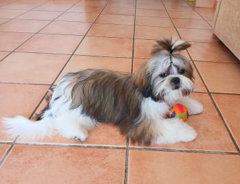 Luka Mahler, Shih Tzu