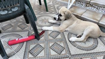 Bazán, Spanish Mastiff