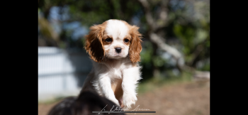 Haapiti, Cavalier King Charles spaniel