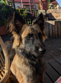 Veron, Malinois