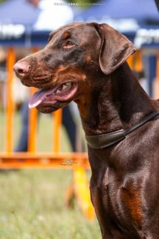 Echo, Dobermann