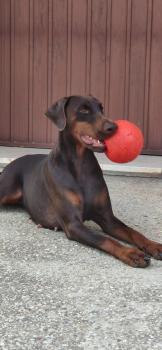 Alice, Dobermann