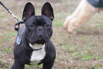 Tiziano, Bouledogue francese