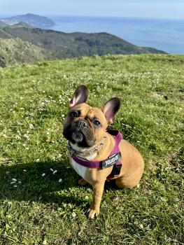 Iside, Bulldog Francés