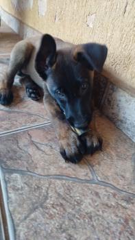 Glock, Berger Malinois