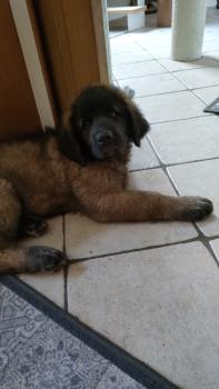 Vanko, Leonberger