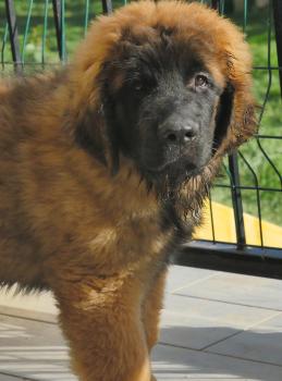 vicomte, Leonberger