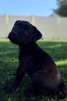 Vaïko, Staffordshire Bullterrier