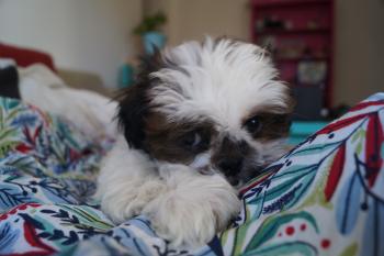 RITO, Shih Tzu