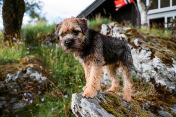 Chuck, Border Terrier