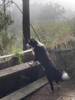 BENNY, Border Collie