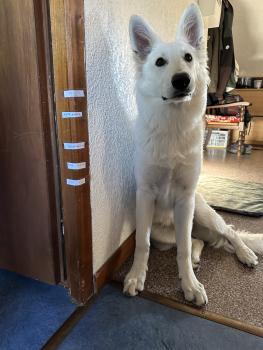 Nova, Berger Blanc Suisse