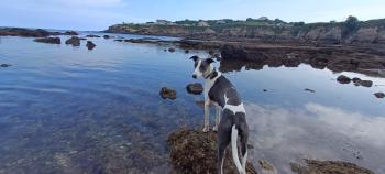Pit, Whippet