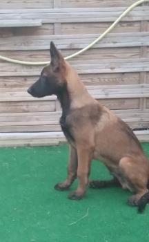 VOTHAN, Berger Malinois